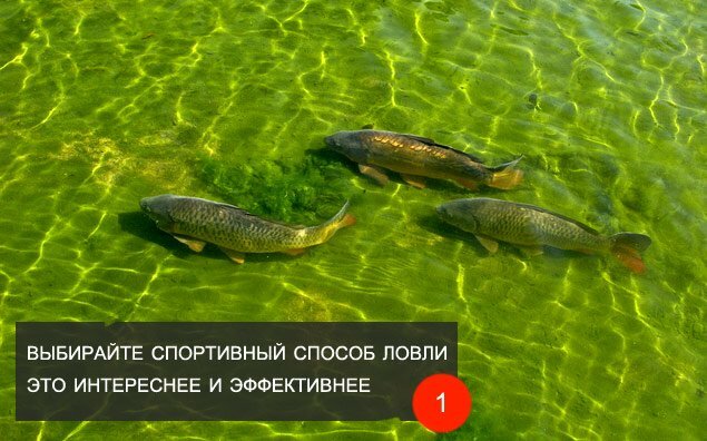 Зграя коропів